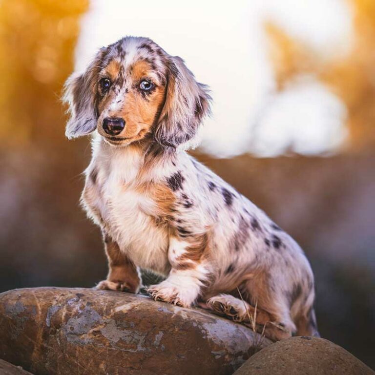 La Clairière aux Cerfs, élevage de chiens teckels aix en provence